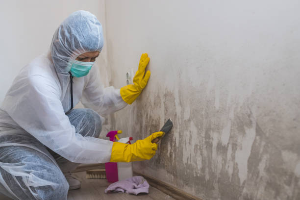 Asbestos and Lead Testing During Mold Inspection in Wacousta, MI