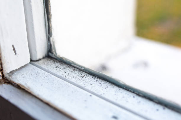 Best Mold-Related Health Consultation  in Wacousta, MI