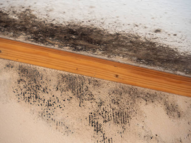 Best Airborne Mold Testing  in Wacousta, MI